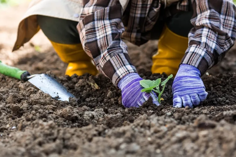 Početak ključne faze priprema: Evo koje biljke posaditi za bujniju nadolazeću godinu
