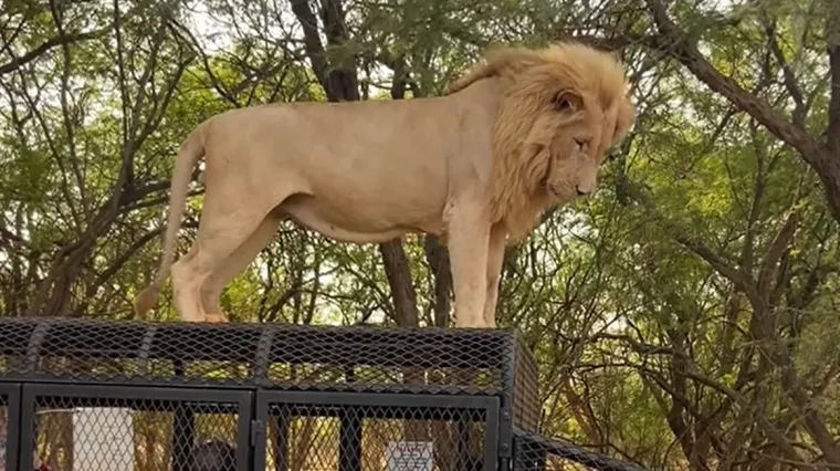 Punog želuca, ali i nažalost punog mjehura: Lav ispratio turiste poput kanadera
