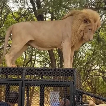 Punog želuca, ali i nažalost punog mjehura: Lav ispratio turiste poput kanadera