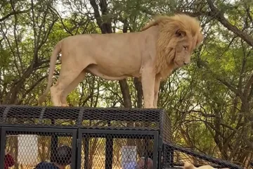 Punog želuca, ali i nažalost punog mjehura: Lav ispratio turiste poput kanadera