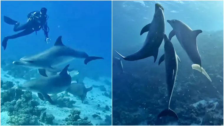 Ples s dupinima u Crvenom moru: Nevjerojatan susret koji je oduševio svijet