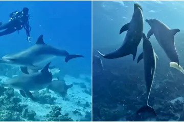 Ples s dupinima u Crvenom moru: Nevjerojatan susret koji je oduševio svijet