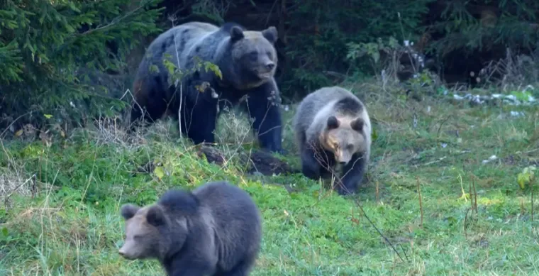 Ljudi bježe, medvjedi osvajaju gradove, u pomoć pozvana vojska: Šokantni val napada potresa poznatu državu