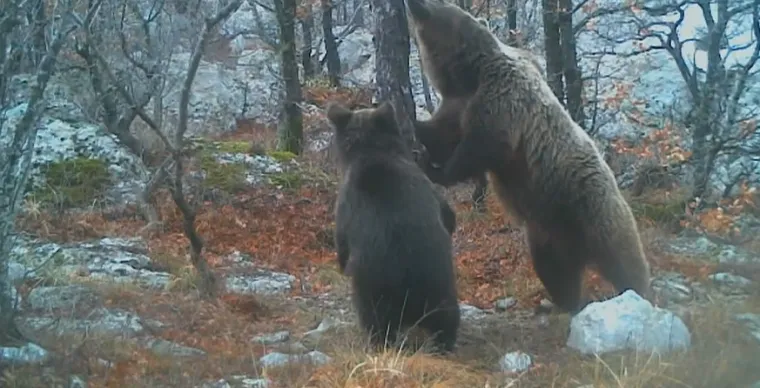 Ljudi bježe, medvjedi osvajaju gradove, u pomoć pozvana vojska: Šokantni val napada potresa poznatu državu