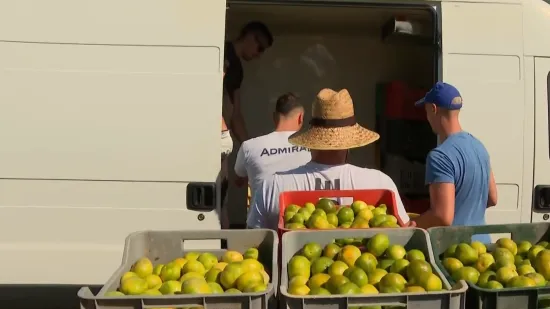 Propadaju tone mandarina u dolini Neretve - ne mogu ih primiti ni kompostane!