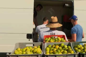 Propadaju tone mandarina u dolini Neretve - ne mogu ih primiti ni kompostane!