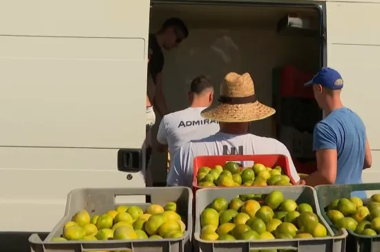 Propadaju tone mandarina u dolini Neretve - ne mogu ih primiti ni kompostane!