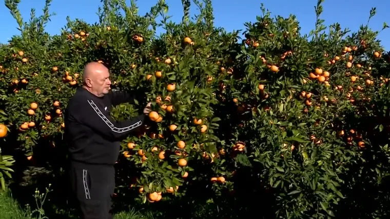 Kolaps u dolini Neretve, propadaju tone mandarina! Proizvođači prijete: 'Robu ćemo iskrcati na magistralu'