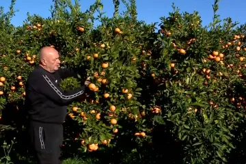 Kolaps u dolini Neretve, propadaju tone mandarina! Proizvođači prijete: 'Robu ćemo iskrcati na magistralu'