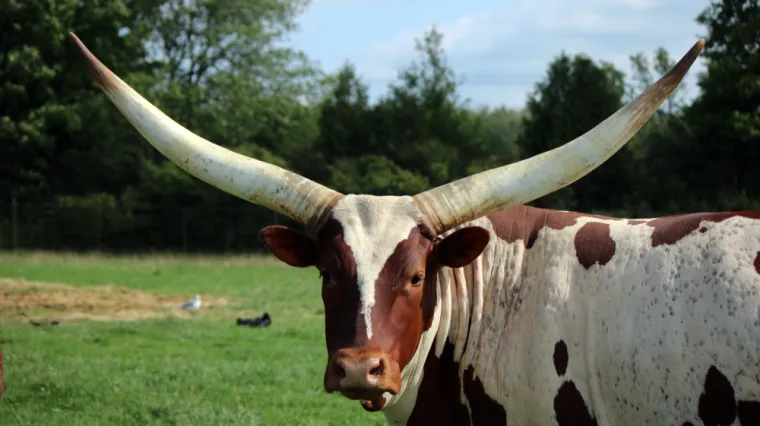 [KVIZ] Znaš li sve o životinjama s rogovima?