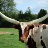 [KVIZ] Znaš li sve o životinjama s rogovima?