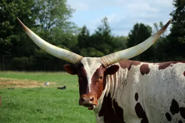 [KVIZ] Znaš li sve o životinjama s rogovima?