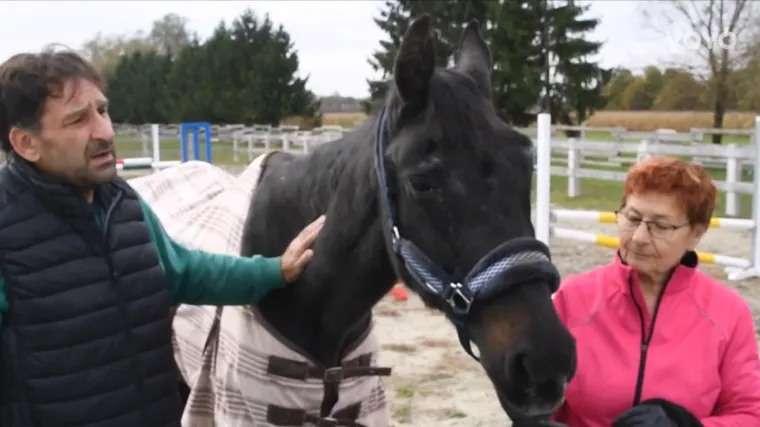 Ima '140 godina', živi u Vrbovcu i zove se Valkira: Upoznajte najstarijeg konja u Hrvatskoj
