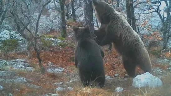 Bore se s najezdom divljih medvjeda: Napadaju ljude, poslali vojsku na njih