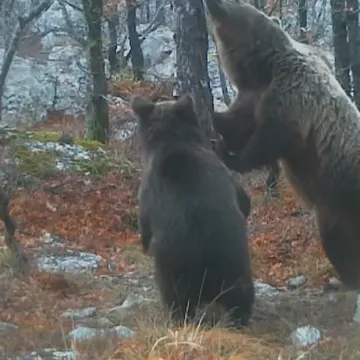 Bore se s najezdom divljih medvjeda: Napadaju ljude, poslali vojsku na njih