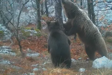 Bore se s najezdom divljih medvjeda: Napadaju ljude, poslali vojsku na njih