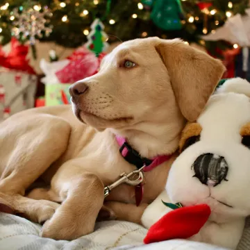 Kako uključiti svog psa u božićne proslave? Neka i on osjeti blagdansku čaroliju