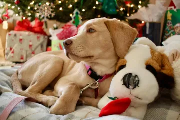 Kako uključiti svog psa u božićne proslave? Neka i on osjeti blagdansku čaroliju