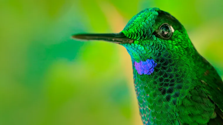 [KVIZ] Samo će rijetki znati sve točne odgovore na pitanjima o pticama