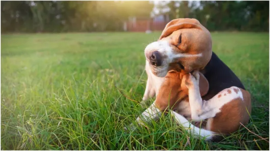Vlasnici kućnih ljubimaca trebaju učiniti jednu stvar kako bi izbjegli opasne komplikacije