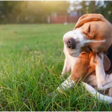 Vlasnici kućnih ljubimaca trebaju učiniti jednu stvar kako bi izbjegli opasne komplikacije