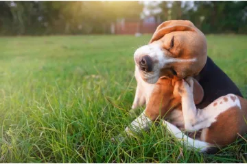 Vlasnici kućnih ljubimaca trebaju učiniti jednu stvar kako bi izbjegli opasne komplikacije