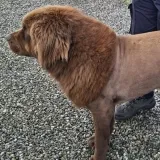 Alarmirao je nadležne da krajem luta strašni lav, policija našla neobično ošišanog psa