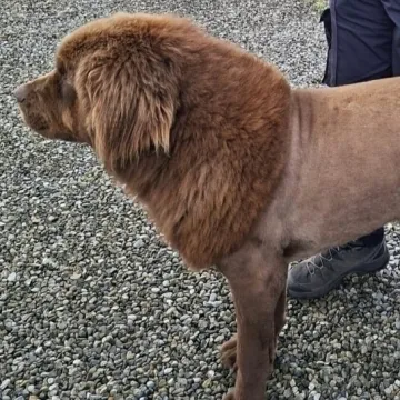 Alarmirao je nadležne da krajem luta strašni lav, policija našla neobično ošišanog psa