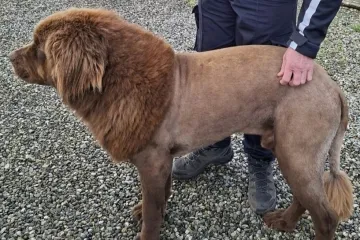 Alarmirao je nadležne da krajem luta strašni lav, policija našla neobično ošišanog psa