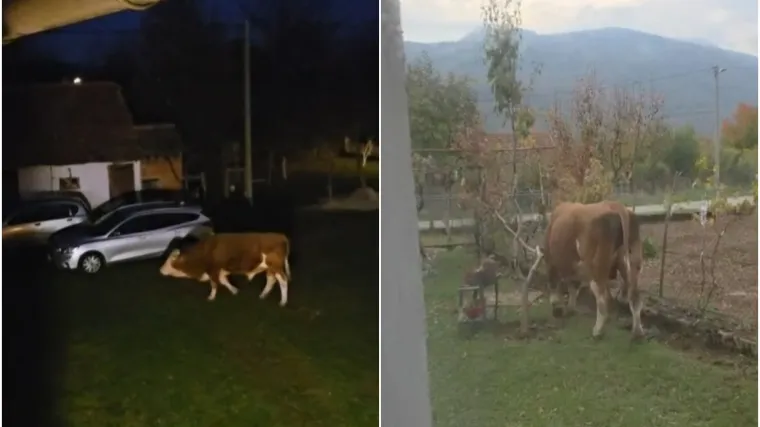 Odlutali bik mjesecima ulazi u dvorišta i uništava ljudima imovinu: 'Ta rika kao da je iz pakla'
