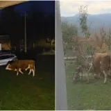 Odlutali bik mjesecima ulazi u dvorišta i uništava ljudima imovinu: 'Ta rika kao da je iz pakla'