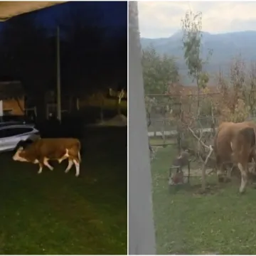 Odlutali bik mjesecima ulazi u dvorišta i uništava ljudima imovinu: 'Ta rika kao da je iz pakla'