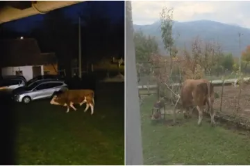 Odlutali bik mjesecima ulazi u dvorišta i uništava ljudima imovinu: 'Ta rika kao da je iz pakla'