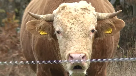 Bik van kontrole terorizira Gračac: 'Kad počne rikati, bolje ti je bježi kud znaš'