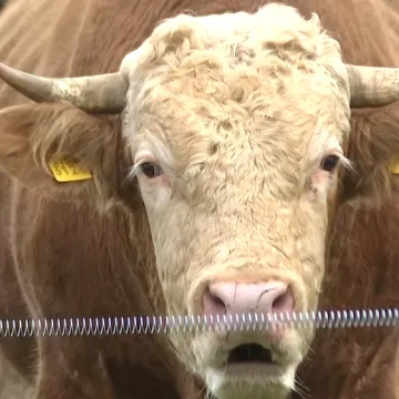 Bik van kontrole terorizira Gračac: 'Kad počne rikati, bolje ti je bježi kud znaš'