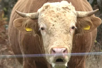 Bik van kontrole terorizira Gračac: 'Kad počne rikati, bolje ti je bježi kud znaš'