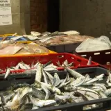 Konačno je ima i stigla je u ribarnicu! Zbog nje su neki stajali u redovima: 'Divota Božja'