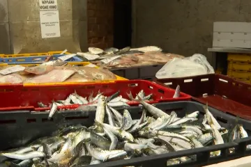 Konačno je ima i stigla je u ribarnicu! Zbog nje su neki stajali u redovima: 'Divota Božja'