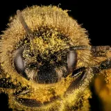 Otkriven Lucifer, znanstvenike iznenadio neobičan izgled: Ženka je imala vražje rogove