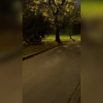 Usred Voltina snimio lisicu: 'Bila je znatiželjna'