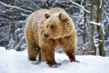 [KVIZ] Znaš li sve o životinjama koje hiberniraju?