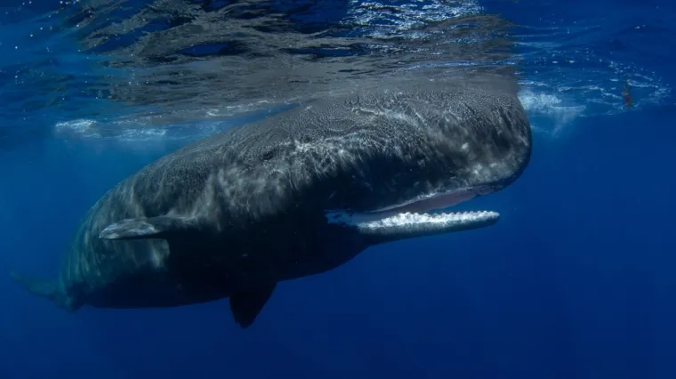 [KVIZ] Samo će rijetki znati sve životinjske rekordere