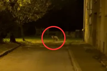 Divlja životinja koja može prenositi opasnu infekciju iznenadila Zagrepčanina: 'Prepao sam se!'