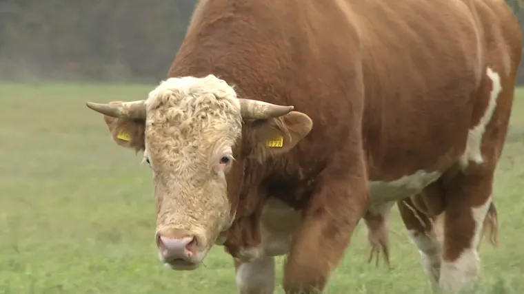 Usmrćen bik Miško: Lutao je bez nadzora, a inspekcija tvrdi da je bio opasan
