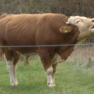 Bik Miško je usmrćen, a stanovnici koji su ga prijavili - nisu očekivali ovakav kraj: 'Nije mi to bila namjera'