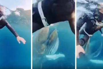 Golemi kit zamalo progutao ženu: Kamerom snimila zastrašujući trenutak