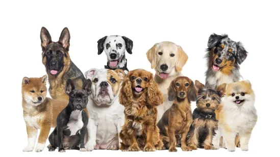 [KVIZ] Ako si ljubitelj pasa, sigurno znaš sve o ovim pasminama