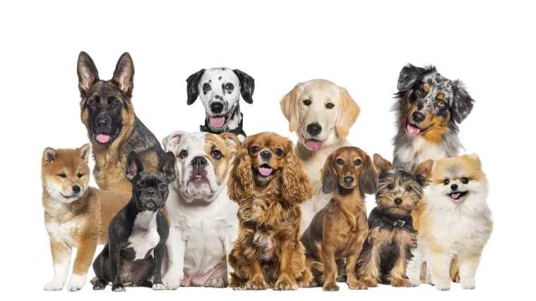 [KVIZ] Ako si ljubitelj pasa, sigurno znaš sve o ovim pasminama