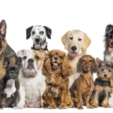 [KVIZ] Ako si ljubitelj pasa, sigurno znaš sve o ovim pasminama