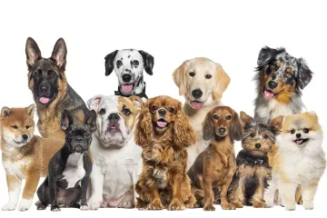 [KVIZ] Ako si ljubitelj pasa, sigurno znaš sve o ovim pasminama